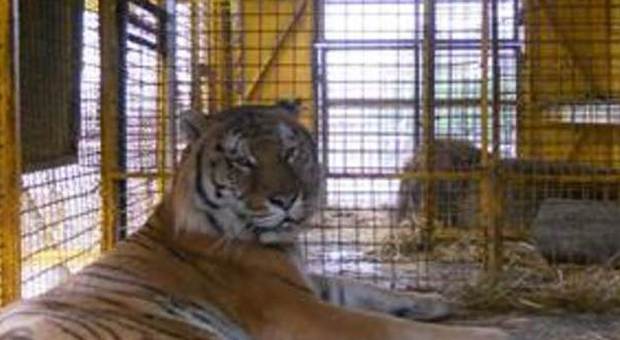 Latina, tigre e leone sequestrati dal Circo Martini: andranno in un parco a Grosseto