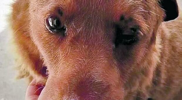 Bobi, il cane più vecchio ha spento 31 candeline: nessuno come lui al mondo