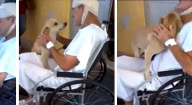 Il video emozionante Il padrone è in ospedale. Il cane lo aspetta otto giorni. E quando lo rivede...