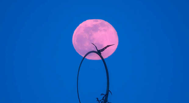 “Il Gabbiano Jonathan nella luna piena”, foto di Alessandro Speca