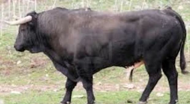 Toro scappa e manda in tilt un paese: placato dall'arrivo di una mucca