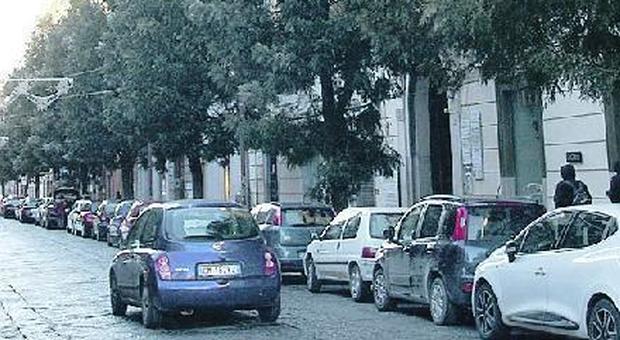 «No alla strage degli alberi», petizioni e diffide a Caserta
