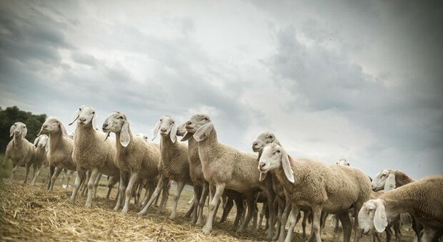 Regioni Ue, l'Ue tuteli la pastorizia sostenibile
