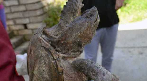 Tartaruga azzannatrice trovata in un canale di scolo: è pericolosa