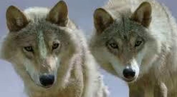Due cani maremmani a Tambre per sconfiggere gli attacchi dei lupi