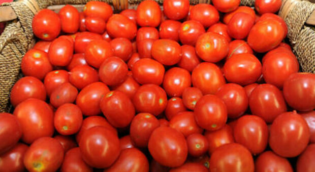 Conserve realizzate con pomodoro estero ma vendute come prodotto italiano: maxi-sequestro