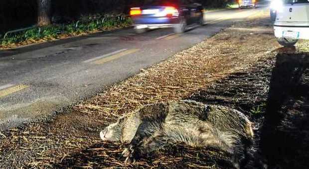 Roma, è allarme cinghiali per gli incidenti stradali: auto si scontra contro un animale e lo uccide