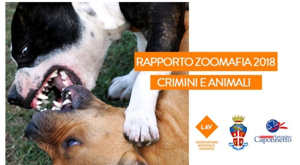 Maltrattamenti sugli animali, in Italia un reato ogni 55 minuti