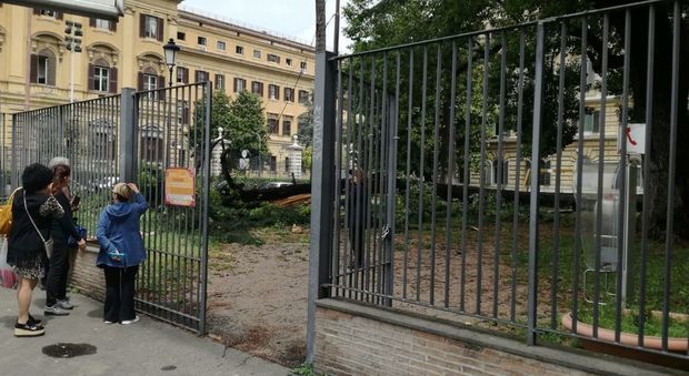 Roma, paura a piazza delle Finanze, crolla albero nei giardini. Zona resta off limits