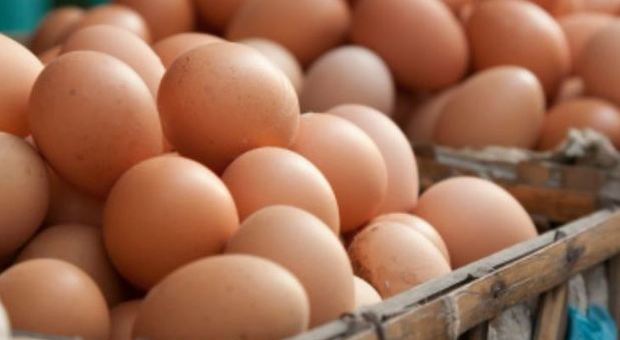 Sequestrate oltre ottomila uova senza indicazioni di provenienza