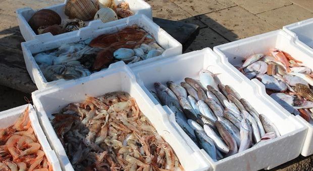 Negozio vende 80 kg di pesce e carne mal conservati: scatta sequestro