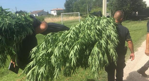 Sorvolano Sant'Erasmo in elicottero e notano una piantagione sospetta: era marijuana