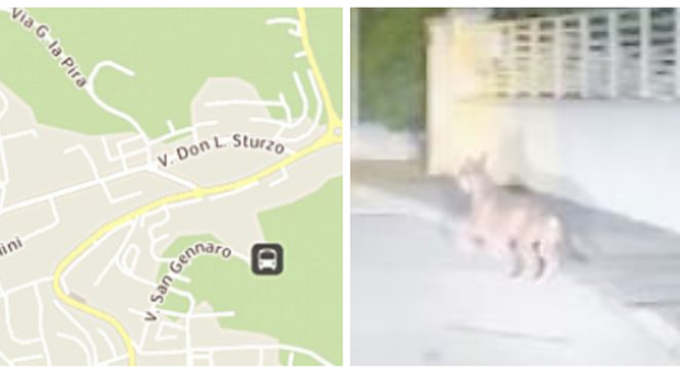 «Un lupo!». Il video del bambino sorpreso dall'animale in strada don Sturzo a Osimo diventa virale