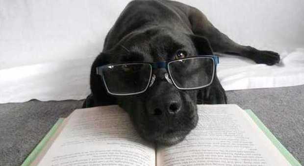 Il cane diventa un ottimo insegnante di lettura