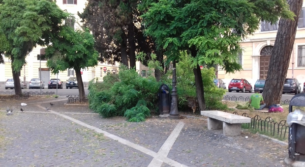 Roma, cade albero a piazza dei Quiriti. Ennesimo crollo in Prati