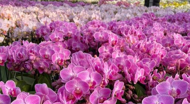 Splendide orchidee coltivate da Menin Orchidee di Carceri (dalla pagina facebook aziendale)