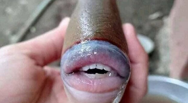 Pesce balestra, lo scatto del pesce dal sorriso "umano" diventa virale