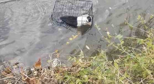 La cagnolina viene chiusa in una gabbia e gettata nel lago ghiacciato, un passante si tuffa e la salva