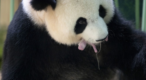 Francia, nati due panda giganti: il lieto evento nello zoo di Beauval