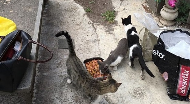 Troppi gatti randagi nel cimitero di Torre del Greco, l'appello dei volontari: «Aiutateci»