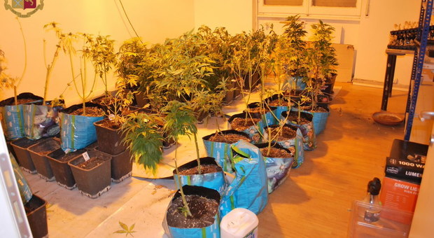 Le piante di marijuana sequestrate nel casolare