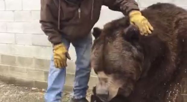 New York, una tonnellata e mezza di coccole: Kodiac l'orso "orfano" adottato dal custode