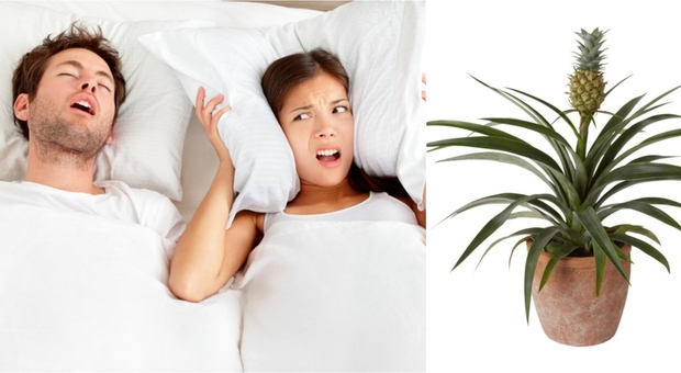 Addio notti insonni, una pianta di ananas fa smettere di russare: lo dice la Nasa