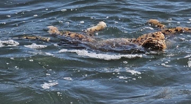 "Attenzione, c'è un giaguaro in mare", e scatta la mobilitazione. La carcassa ritrovata a Mancaversa