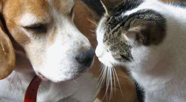 Macerata, polpette-trappola per uccidere cani e gatti: trovati vetri nella carne