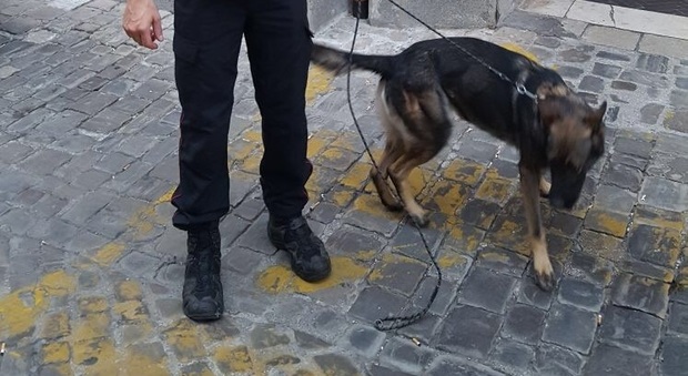 Castelfidardo, maltratta i suoi cani: uno trovato morto, operaio denunciato