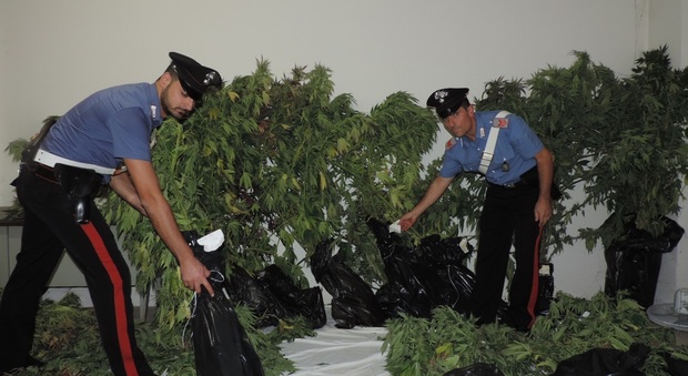 Sant'Angelo in Vado, marijuana in mezzo al mais: coppia condannata