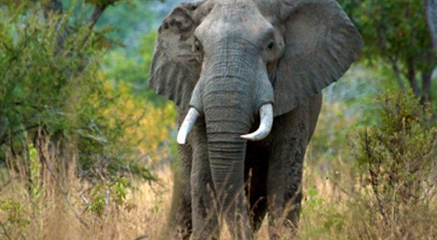Etiopia, elefante attacca e uccide un turista spagnolo