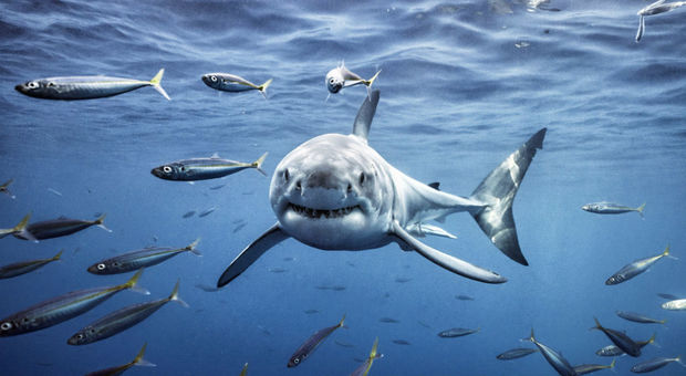 Lo squalo bianco a rischio di estinzione nel Mediterraneo: «Specie in pericolo critico»