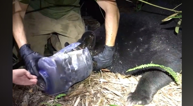 Il momento della liberazione dell'orso dal contenitore di plastica. (Immag e video pubbl sui social da My FWC Florida Fish and Wildlife)