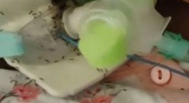 Paziente sommersa dalle formiche in ospedale, sospesi medici e infermieri