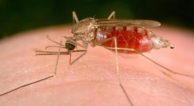 Malaria, per la prima volta ok al vaccino