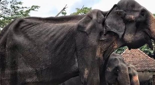 Tikiiri, elefante di 70 anni malato e denutrito, costretto a sfilare