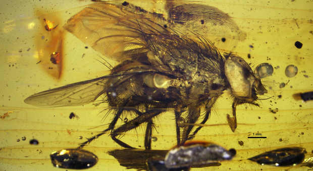 Scoperta una mosca di 17 milioni di anni fa nell'ambra: è l'antenato preistorico dell'insetto