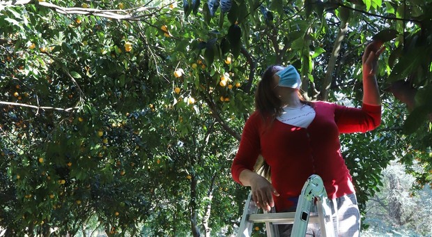 Le donne vittime di violenza raccolgono le arance della Reggia con la coop Eva