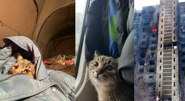 Stepan, il gatto da un milione di follower in fuga dalle bombe in Ucraina: «La guerra a casa nostra»