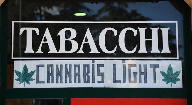 Cannabis, 2.087 punti vendita in Italia: coltivati 58,5 ettari