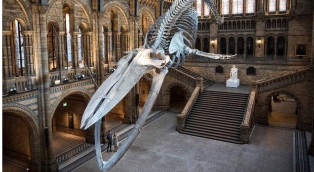 Londra, al Museo di Storia Naturale arriva la balena azzurra