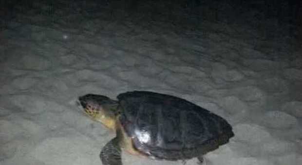 Cala del Cefalo, la spiaggia delle tartarughe