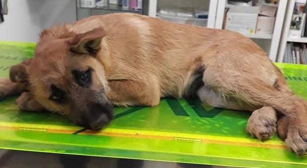 Cucciolo di cane chiuso in un sacchetto e abbandonato tra i rifiuti perché malato: salvato, ora cerca casa