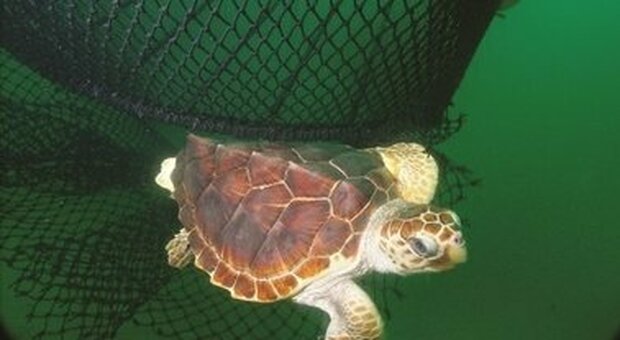 Jesolo, Guardia costiera salva tartaruga marina: l'animale non riusciva ad immergersi
