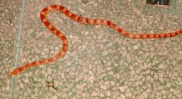 Si volta e vede un serpente di un metro in casa: «Era arancione»