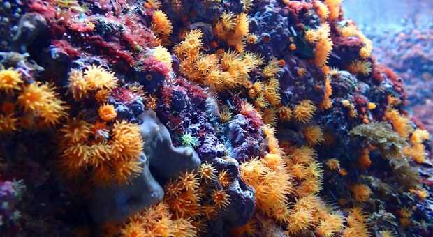 Mediterraneo, il grande malato: pesci tropicali nel mare bollente
