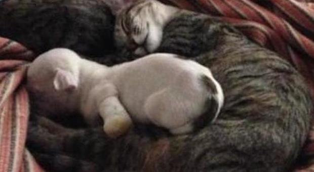 La mamma tenta di ucciderlo e lo azzoppa, cucciolo di pitbull adottato da una coppia di gatti