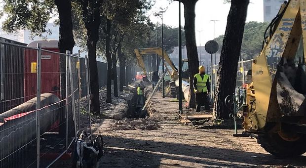 Lavori in corso per il mare di Napoli Est, il Comune rassicura: «Nessun rischio per gli alberi»