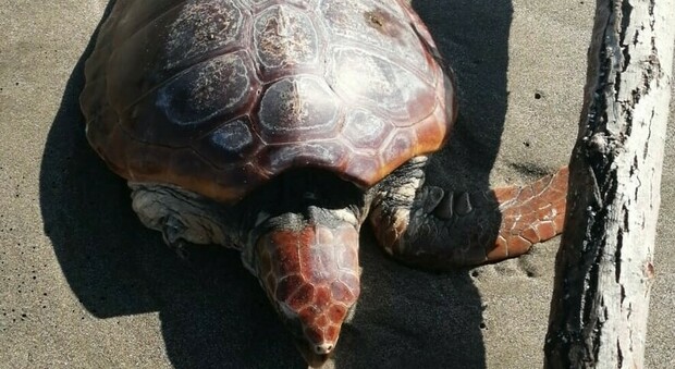 La tartaruga trovata sulla spiaggia